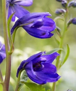 Roots Plants Perennials Delphinium 'Dark Blue Black Bee'