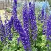 Roots Plants Perennials Delphinium 'Dark Blue White Bee'