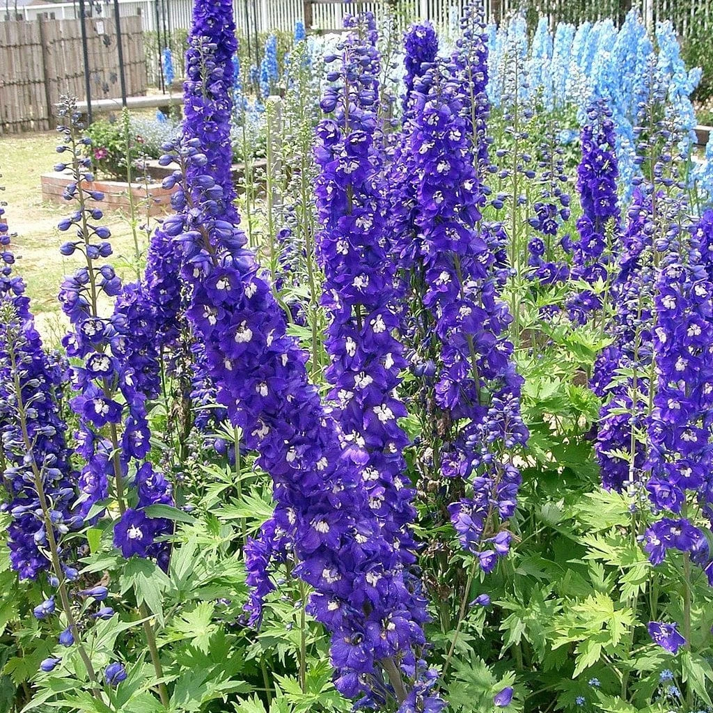 Roots Plants Perennials Delphinium 'Dark Blue White Bee' 3 Roots Plants Perennials Delphinium 'Dark Blue White Bee'