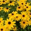 Roots Plants Perennials Rudbeckia Sunbeckia Maya | 5L Pot 2 Roots Plants Perennials Rudbeckia Sunbeckia Maya | 5L Pot