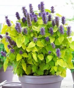 Roots Plants Perennials Agastache 'Little Adder'