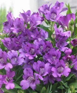 Roots Plants Alstroemeria 'Inticancha Indigo'