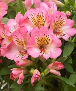 Roots Plants Perennials Alstroemeria 'Inticancha Sunshine'
