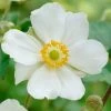 Roots Plants Anemone 'Elfin Swan' Perennials