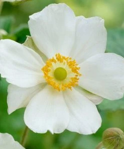Roots Plants Anemone 'Elfin Swan' Perennials