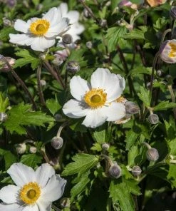 Roots Plants Anemone 'Elfin Swan' Perennials