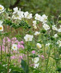 Roots Plants Anemone 'Elfin Swan' Perennials