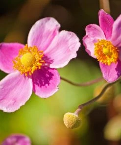 Roots Plants Perennials Anemone 'Lady Diana'