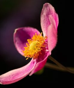 Roots Plants Perennials Anemone 'Lady Diana'