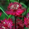 Roots Plants Astrantia 'Star Of Love' Perennials 2 Roots Plants Astrantia 'Star Of Love' Perennials