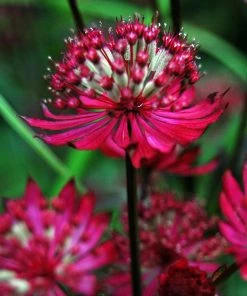 Roots Plants Astrantia 'Star Of Love' Perennials