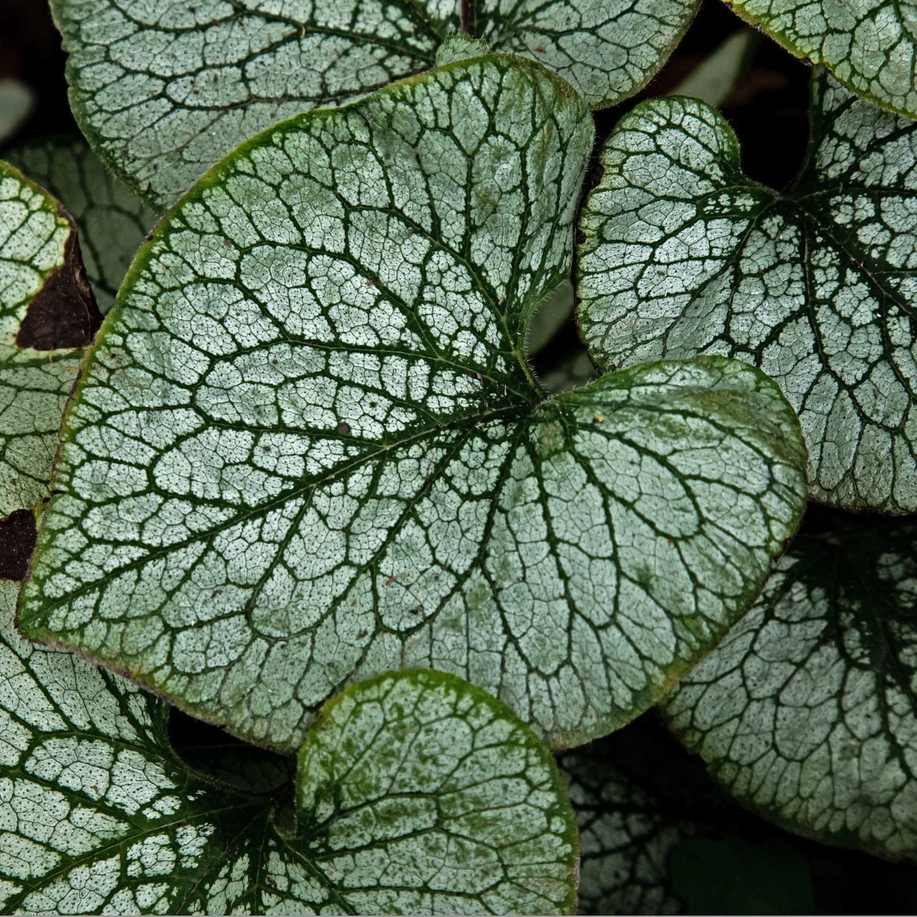 Roots Plants Brunnera 'Sterling Silver' 4 Roots Plants Brunnera 'Sterling Silver'