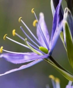 Roots Plants Perennials Camassia 'Caerulea'