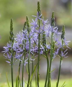 Roots Plants Perennials Camassia 'Caerulea'