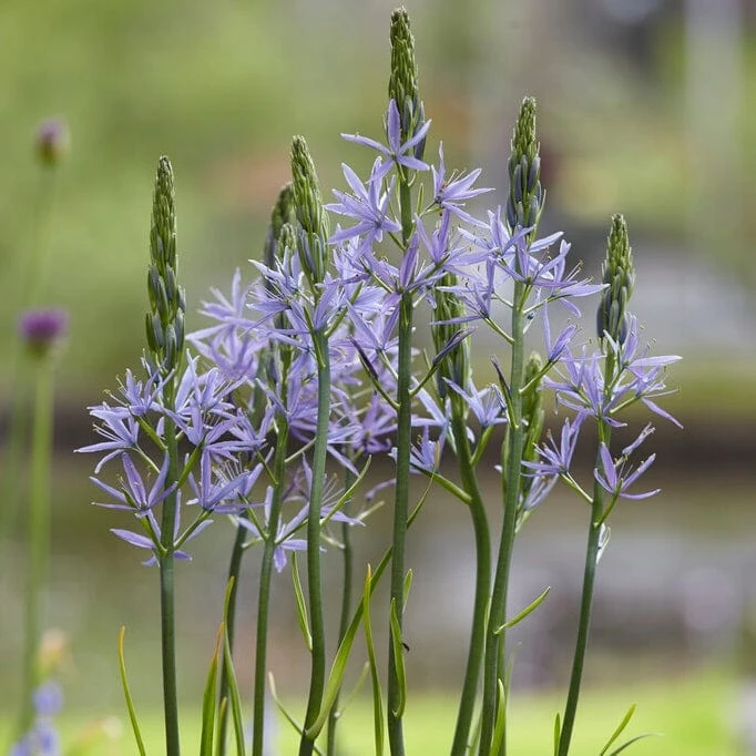 Roots Plants Perennials Camassia 'Caerulea' 3 Roots Plants Perennials Camassia 'Caerulea'