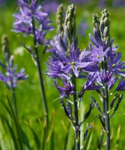 Roots Plants Perennials Camassia 'Caerulea' 9 Roots Plants Perennials Camassia 'Caerulea'