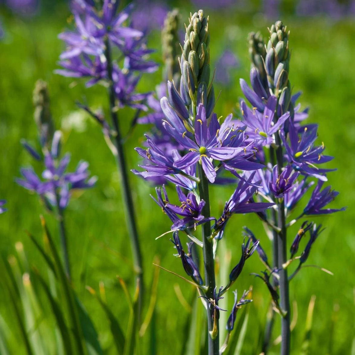 Roots Plants Perennials Camassia 'Caerulea' 6 Roots Plants Perennials Camassia 'Caerulea'