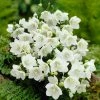 Roots Plants Campanula 'Alba' Perennials
