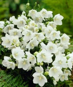 Roots Plants Campanula 'Alba' Perennials