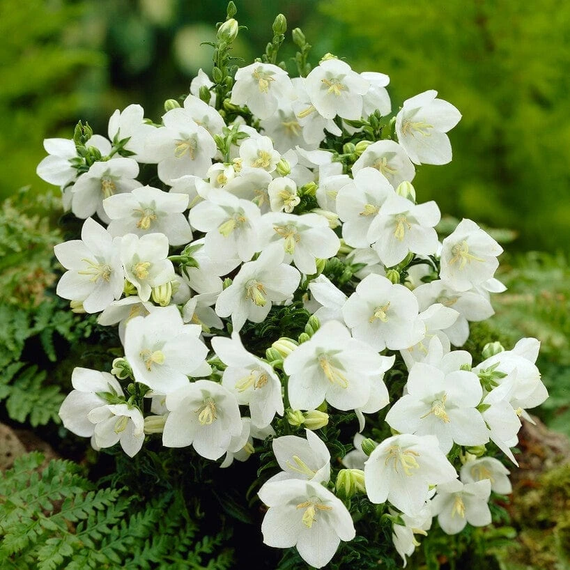 Roots Plants Campanula 'Alba' Perennials 3 Roots Plants Campanula 'Alba' Perennials
