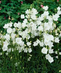 Roots Plants Campanula 'Alba' Perennials 7 Roots Plants Campanula 'Alba' Perennials
