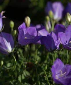 Roots Plants Campanula 'Pristar Deep Blue' Perennials