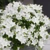 Roots Plants Campanula 'Pristar White' Perennials