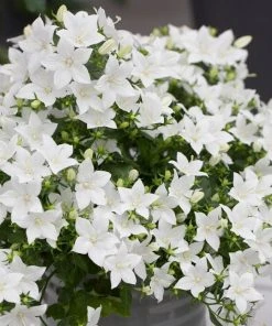 Roots Plants Campanula 'Pristar White' Perennials