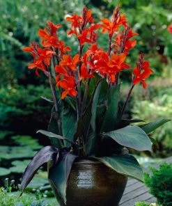 Roots Plants Canna 'Cannova Bronze Orange'