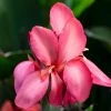 Roots Plants Canna 'Cannova Rose' Perennials 1 Roots Plants Canna 'Cannova Rose' Perennials