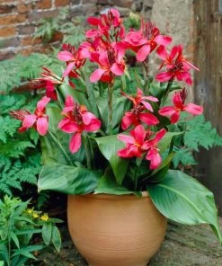 Roots Plants Canna 'Cannova Rose' Perennials