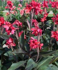 Roots Plants Canna 'Cannova Rose' Perennials