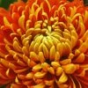 Roots Plants Perennials Chrysanthemum 'Allouise Orange'