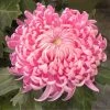 Roots Plants Chrysanthemum 'Allouise Pink' Perennials 1 Roots Plants Chrysanthemum 'Allouise Pink' Perennials