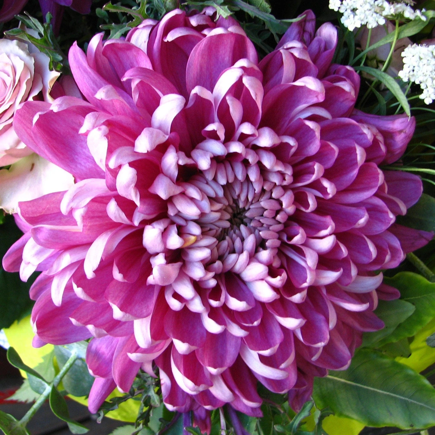 Roots Plants Chrysanthemum 'Allouise Pink' Perennials 5 Roots Plants Chrysanthemum 'Allouise Pink' Perennials