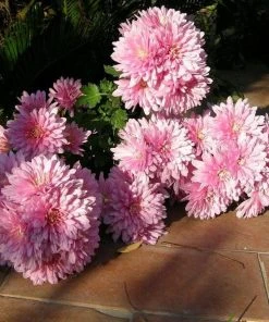 Roots Plants Chrysanthemum 'Allouise Pink' Perennials
