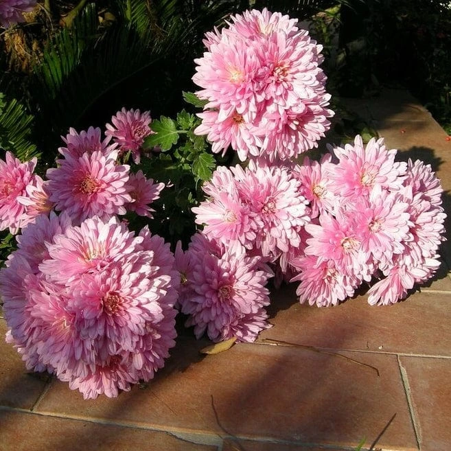 Roots Plants Chrysanthemum 'Allouise Pink' Perennials 4 Roots Plants Chrysanthemum 'Allouise Pink' Perennials