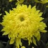 Roots Plants Chrysanthemum 'Allouise Yellow' Perennials 2 Roots Plants Chrysanthemum 'Allouise Yellow' Perennials