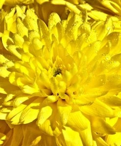 Roots Plants Chrysanthemum 'Allouise Yellow' Perennials