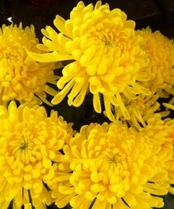 Roots Plants Chrysanthemum 'Allouise Yellow' Perennials