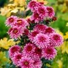 Roots Plants Perennials Chrysanthemum 'Beppie Purple' 2 Roots Plants Perennials Chrysanthemum 'Beppie Purple'