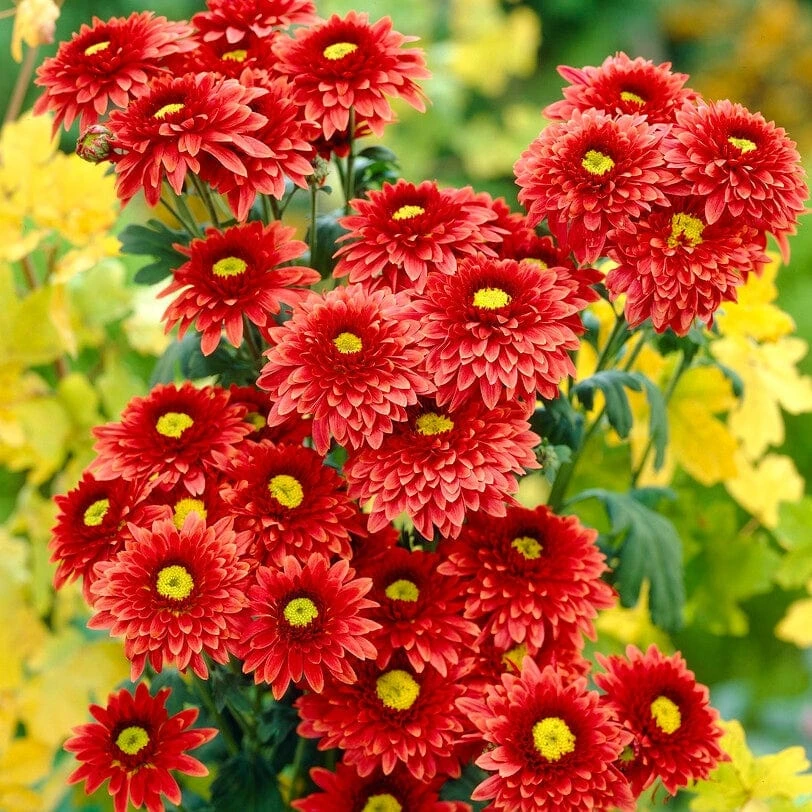 Roots Plants Chrysanthemum 'Beppie Red' 3 Roots Plants Chrysanthemum 'Beppie Red'