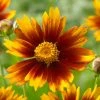 Roots Plants Perennials Coreopsis 'Li'l Bang Daybreak'