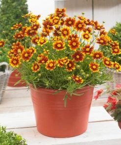 Roots Plants Perennials Coreopsis 'Li'l Bang Daybreak'