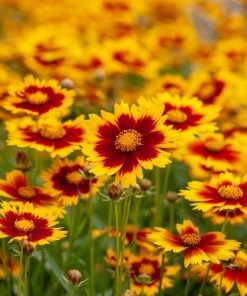 Roots Plants Perennials Coreopsis 'Li'l Bang Daybreak'