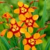 Roots Plants Perennials Crocosmia 'Emily McKenzie'
