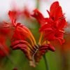 Roots Plants Crocosmia 'Fire King' Perennials 2 Roots Plants Crocosmia 'Fire King' Perennials