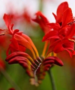 Roots Plants Crocosmia 'Fire King' Perennials