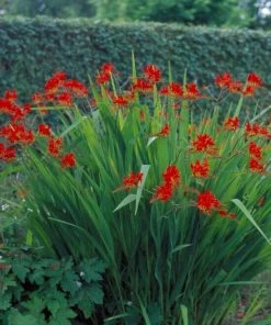 Roots Plants Crocosmia 'Fire King' Perennials