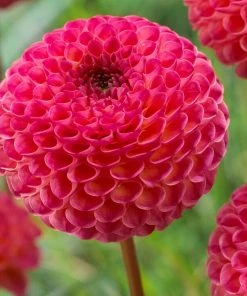 Roots Plants Dahlia 'Burlesca'